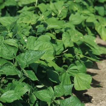 Phaseolus vulgaris - 'Blue Lagoon' Bush Bean