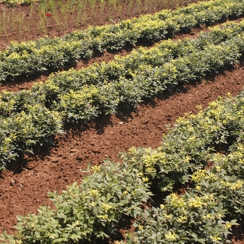 Euonymus alatus - 'Rudy Haag' Dwarf Burning Bush