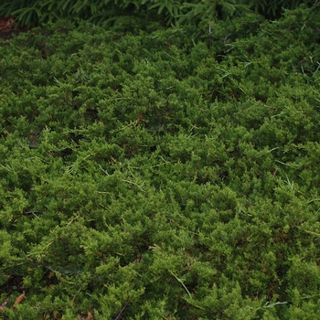 Juniperus virginiana - 'Reptans' Eastern Red Cedar