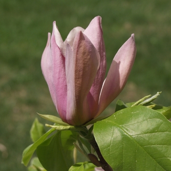 Magnolia acuminata - 'Eva Maria' Eva Maria Magnolia
