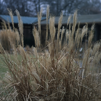 Miscanthus sinensis - 'Puenkchen' Adagio Japanese Maiden Grass