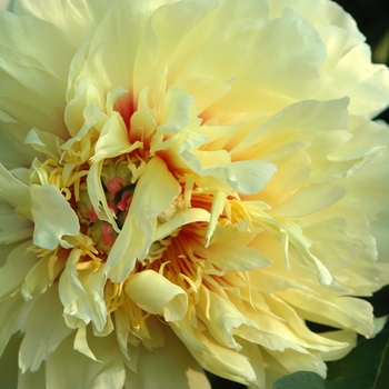 Paeonia - 'Golden Treasure' Golden Treasure Itoh Peony