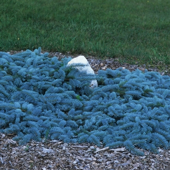 Picea pungens - 'Glauca Prostrata' Blue Spruce