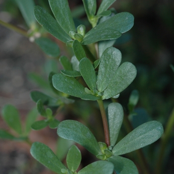 Portulaca oleracea - Purslane