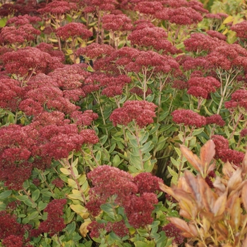 Sedum - 'Mini Joy' Stonecrop