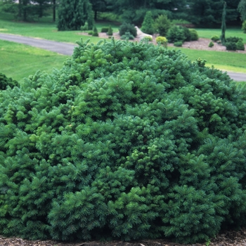 Abies lasiocarpa - 'Green Globe' Rocky Mountain Fir