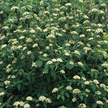 Viburnum rhytidophyllum - Leatherleaf Viburnum