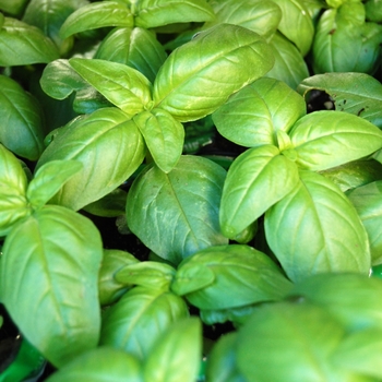 Ocimum basilicum - Sweet Basil