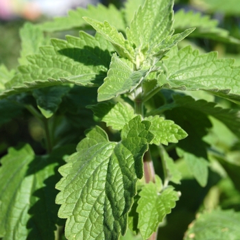 Nepeta cataria - Catnip