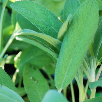 Salvia officinalis - 'Multiple Varieties' Garden Sage