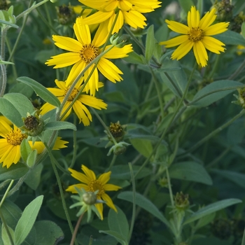 Coreopsis pubescens (Downy Tickseed) - ''Sunshine Superman''