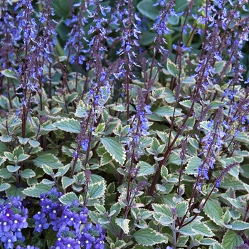 Plectranthus strigosus - Swedish ivy