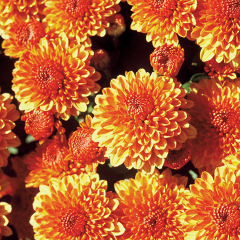 Chrysanthemum x morifolium - ''Multiple Varieties'' Bronze Garden Mum