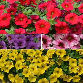 Calibrachoa - Cabaret&reg; 'Multiple Varieties'