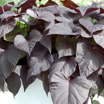 Ipomoea batatas - Desana&reg; Bronze Sweet Potato Vine