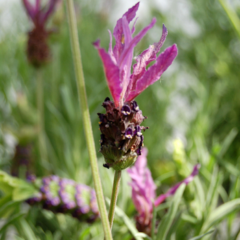 Lavandula pedunculata subsp. lusitanica - Lavender