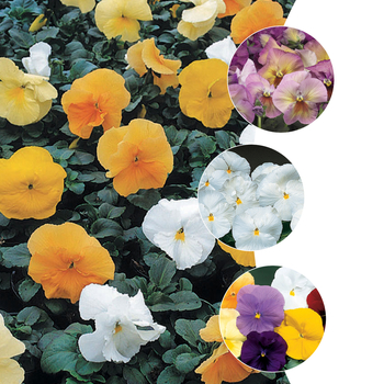 Viola x wittrockiana (Pansy) - Delta&trade; 'Solid Shades Multiple Varieties'