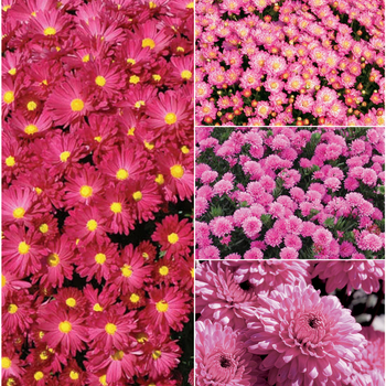 Chrysanthemum x morifolium - 'Multiple Varieties' Pink Garden Mum