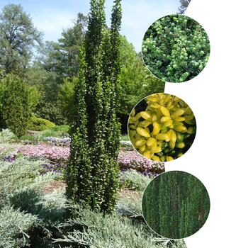 Ilex crenata - 'Multiple Varieties' Japanese Holly