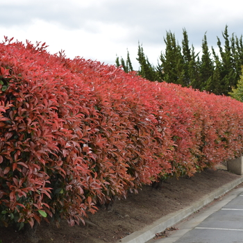 Photinia fraseri - Red Tip 'Fraser's' Photinia
