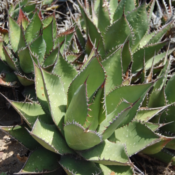 Agave shawii - Shaw's Agave
