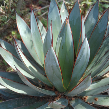 Agave - 'Blue Glow' Century Plant