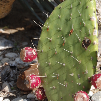 Opuntia tapona - Prickly Pear