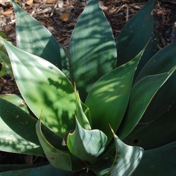 Agave - 'Blue Flame' Century Plant
