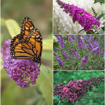 Buddleia - 'Multiple Varieties' Assorted, Butterfly Bush