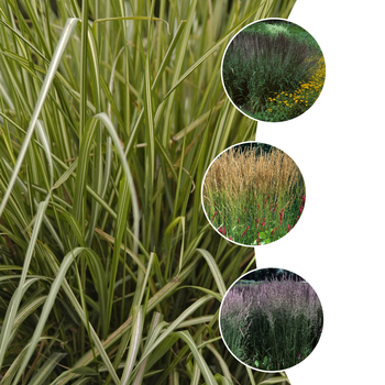 Calamagrostis - 'Multiple Varieties' Assorted, Reed Grass