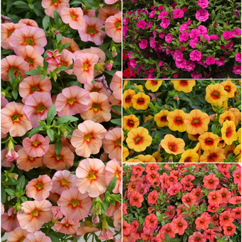 Calibrachoa (Trailing Petunia) - MiniFamous&reg; 'Series'