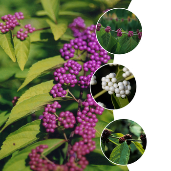 Callicarpa - 'Multiple Varieties' Beautyberry