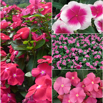 Catharanthus roseus (Annual Vinca; Periwinkle) - Nirvana&reg; 'Multiple Varieties'