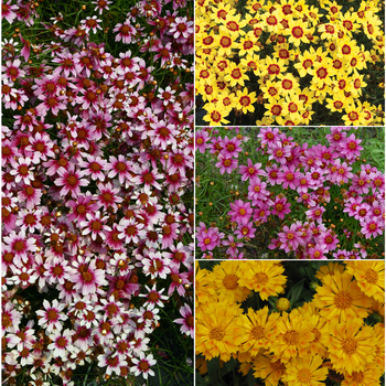 Coreopsis - 'Multiple Varieties' 