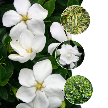 Gardenia jasminoides - 'Multiple Varieties'