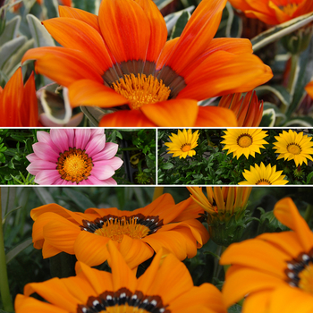 Gazania - 'Multiple Varieties' 