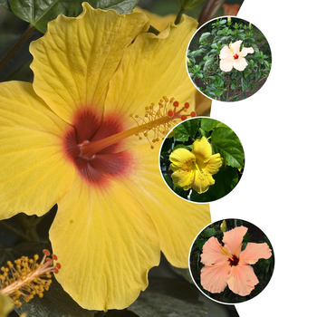Hibiscus rosa-sinensis - 'Multiple Varieties' Tropical Hibiscus