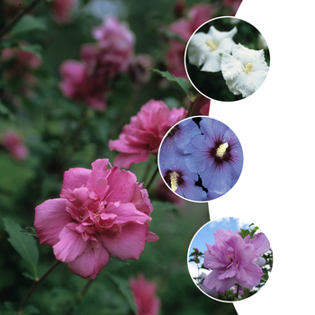 Hibiscus syriacus - 'Multiple Varieties' (Althea) Rose of Sharon
