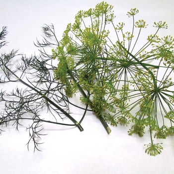 Anethum graveolens - 'Dukat' Dill