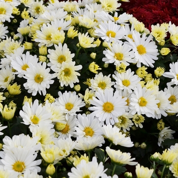 Chrysanthemum x morifolium - WHITE Garden Mum