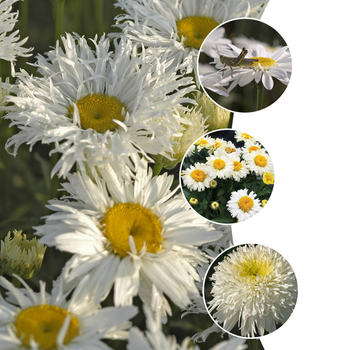 Leucanthemum x superbum - 'Multiple Varieties' Shasta Daisy