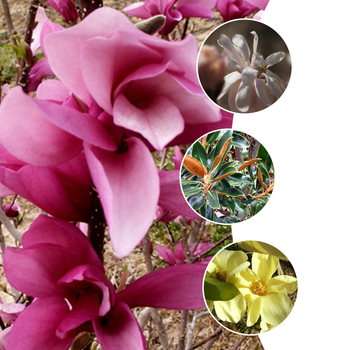 Magnolia - 'Elegance&trade;' Assorted Magnolia