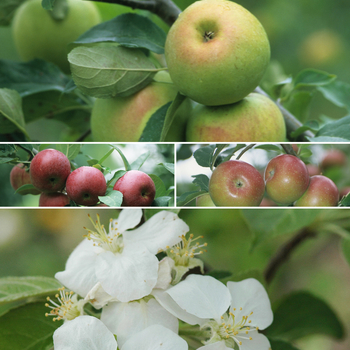 Malus domestica - 'Multiple Varieties' of Apple