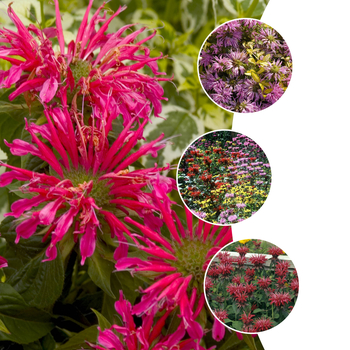 Monarda - 'Multiple Varieties' Bee Balm