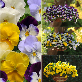 Viola x wittrockiana - Pansy