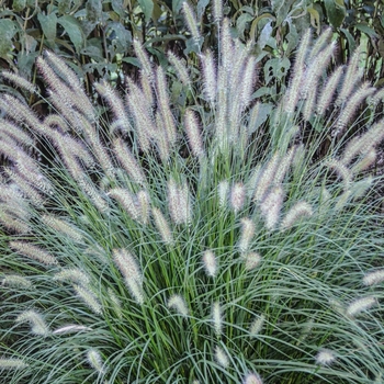 Pennisetum alopecuroides (Dwarf Fountain Grass) - 'Hameln'