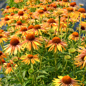 Echinacea (Coneflower) - 'Big Kahuna'