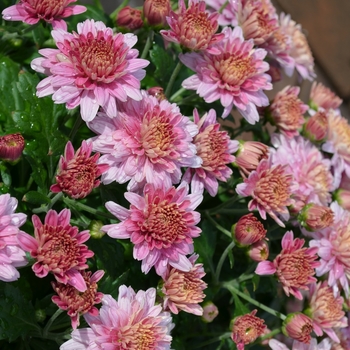 Chrysanthemum x morifolium - 'Multiple Varieties' Purple Garden Mum