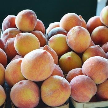 Prunus persica - Peach