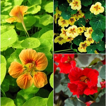 Nasturtium - Assorted Nasturtium